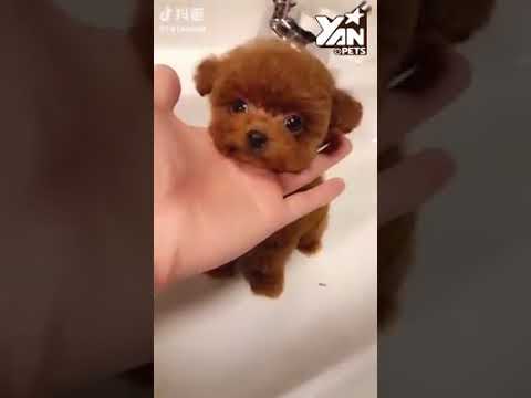 Anjing Lucu Dan Imut Youtube