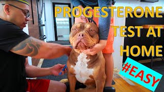 How To Progesterone Test Your Dog | Easy & Affordable At Home