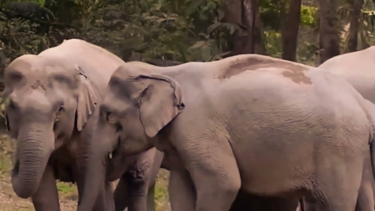 ตัวตึงมาเจอกัน กับเช้าเลยนะ พลายสาริกา&พลายงาเดียว#ช้างป่านครนายก #อุทยานแห่งชาติเขาใหญ่