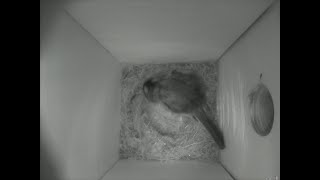 Nestbox 20180704/03:00 - 552 frames with movement