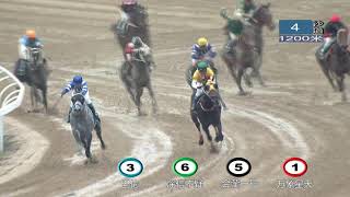 20181208 Wuhan Class 3 to 4 (70-50) 1200m (Race 4) 武汉速度赛马公开赛D17 第4场 三四班(70-50) 1200米