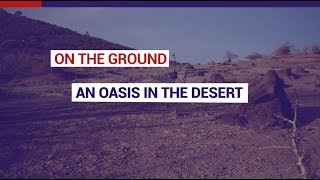 What Is an Oasis in the Desert?