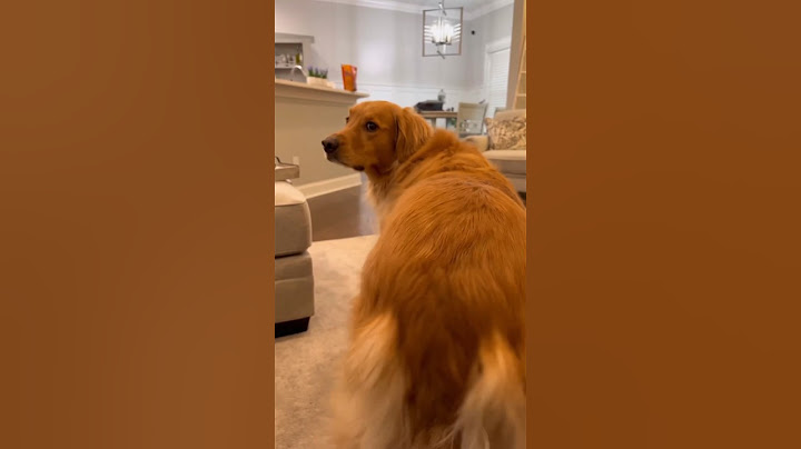 My dog saved us!