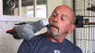 Buddy The Noisy Parrot Who Is Getting Complaints From Neighbours And The Local Council