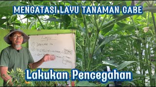 PREVENTION OF CHILI PLANTS WILTING