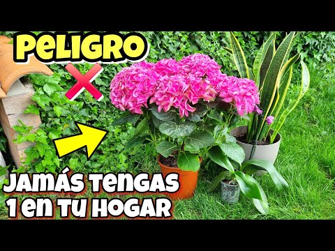 NUNCA MÁS LAS TENGAS! Estas plantas son un PELIGRO en tu CASA o JARDÍN | Huerta urbana y Hogar