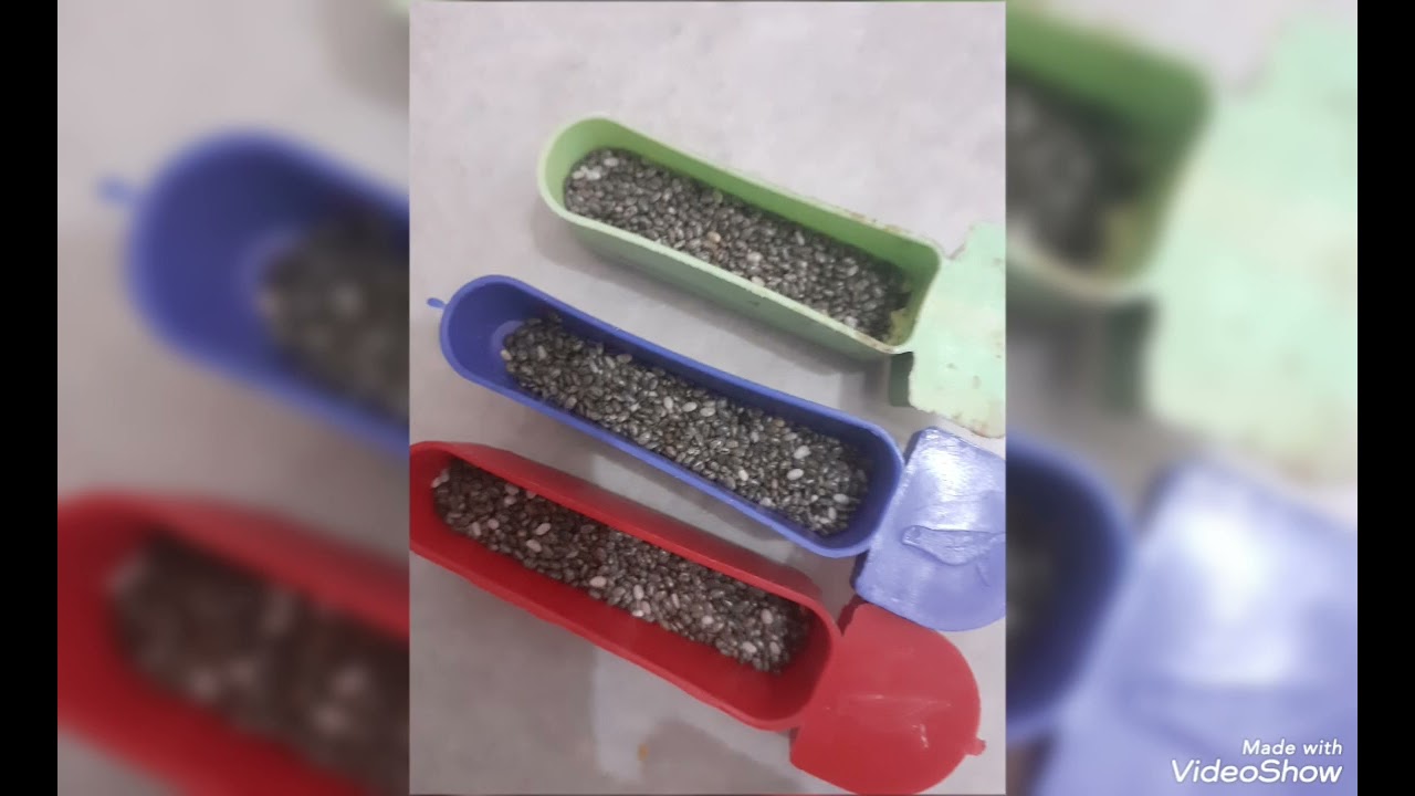 تربية كناري لاراص طفرة و بادجي وكالوبسيت و زيبرا فينش في الجزائر #birds #2026 #طيور #اكسبلور #كناري 