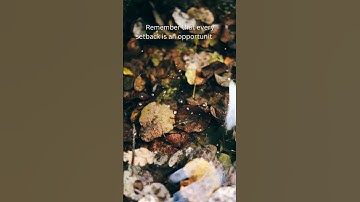 Rising Stronger: Turning Setbacks into Growth Opportunities #shorts