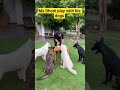 ms Dhoni play with his dogs #cricket #ipl #msdhoni #csk #cricketlover #shorts