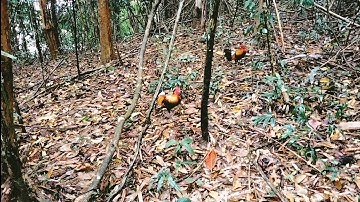 hnub no mus dib qaib tuaj zoo kawg li/22/3/2023/