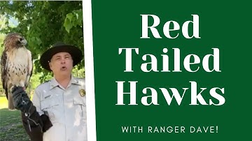 All About Red Tailed Hawks!