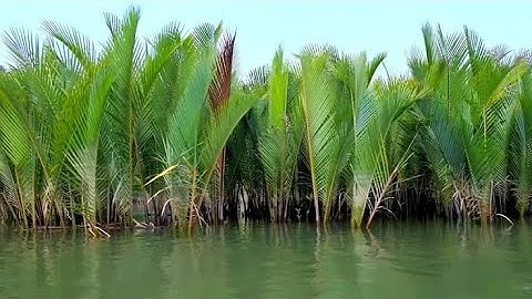 Water Palm Fruit Harvesting - Making Sugar From Nipa Palm - Nipa Palm Fruit Juice