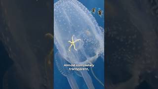 Box Jellyfish Sting!