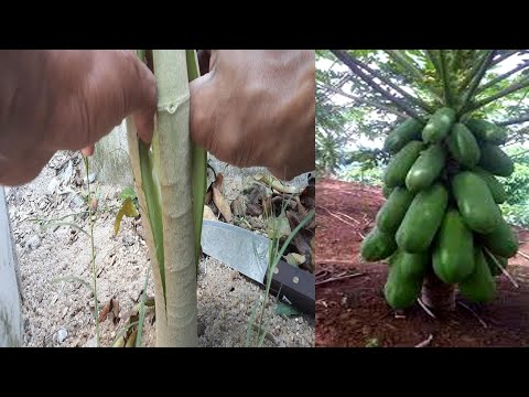 Videó: Milyen Előnyei Vannak A Papaya és Hogyan Fogyasztják