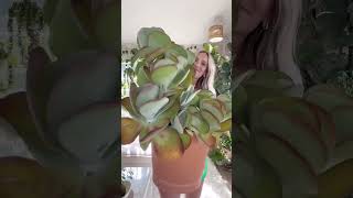 Kalanchoe luciae check-in 😍 #plants #houseplant #indoorgarden