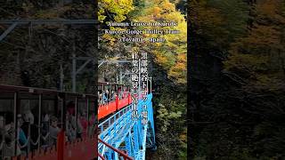 黒部渓谷鉄道トロッコ電車の紅葉 Autumn leaves in Kurobe Gorge trolley Railway#黒部渓谷鉄道#紅葉の名所#トロッコ電車の紅葉#観黒部光 黒部渓谷鉄道