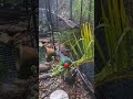 King parrot rain fun @ Birdviewhouse