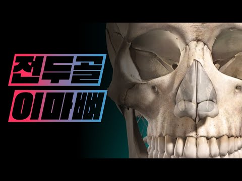 [해부학 - 골학] 머리뼈 - 이마뼈(전두골, frontal bone)