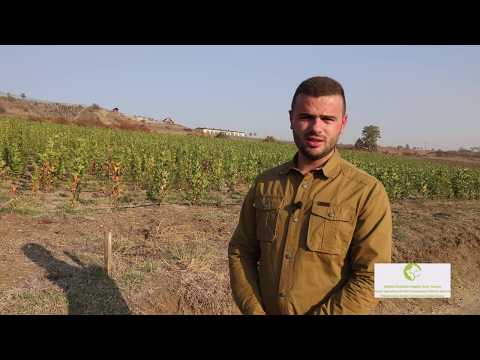 Video: Teknika të avancuara të kopshtarisë: Këshilla për kopshtarin e vitit të dytë