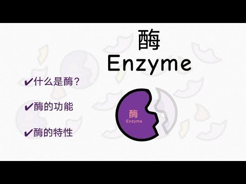 酶 Enzyme | 酶与分解反应、合成反应有什么关系？ | 什么是酶？了解酶的特性