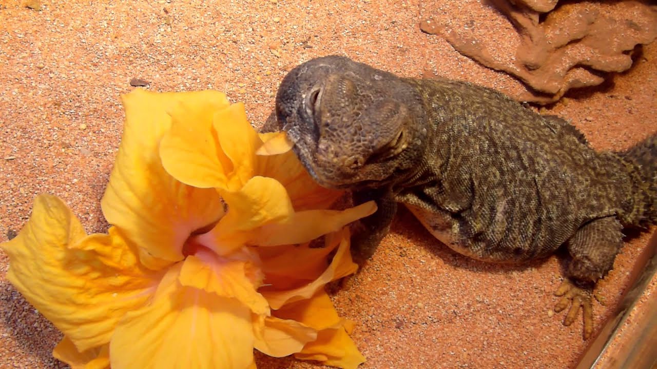 Mali Uromastyx Chomping on Hibiscus Flower YouTube