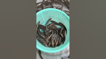 Cá lóc bông giống. 0909770509#traicagiongutme#ca #cagiong #fish#traicagiongdongthap