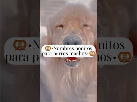 🥨•Nombres bonitos para