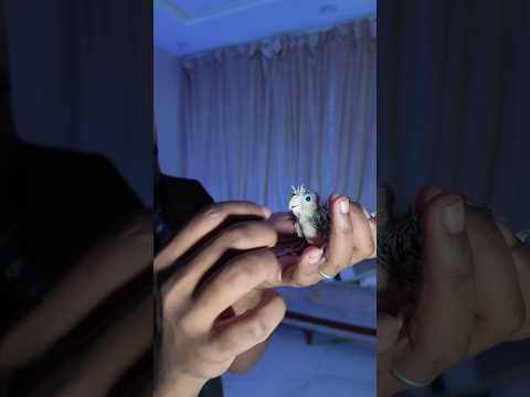 طريقه سحب الفرخ من عند الزوج 