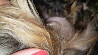 Yorkshire Mini Mamando