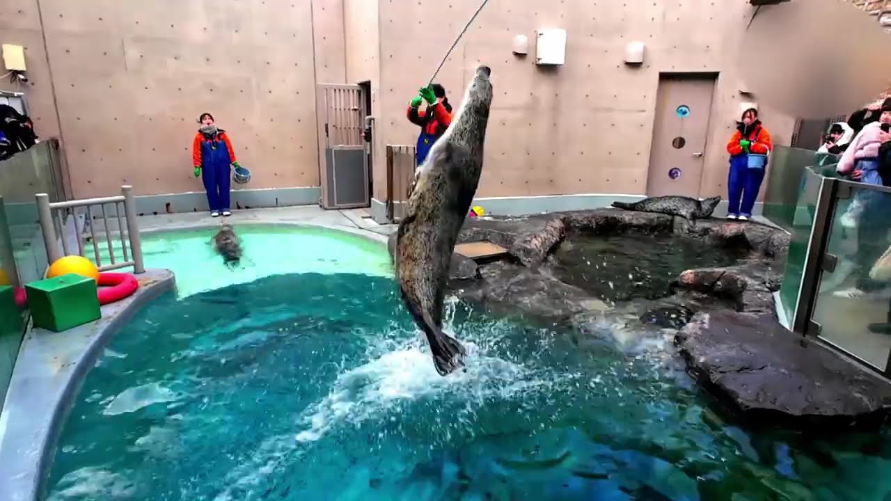 アザラシもぐもぐタイム