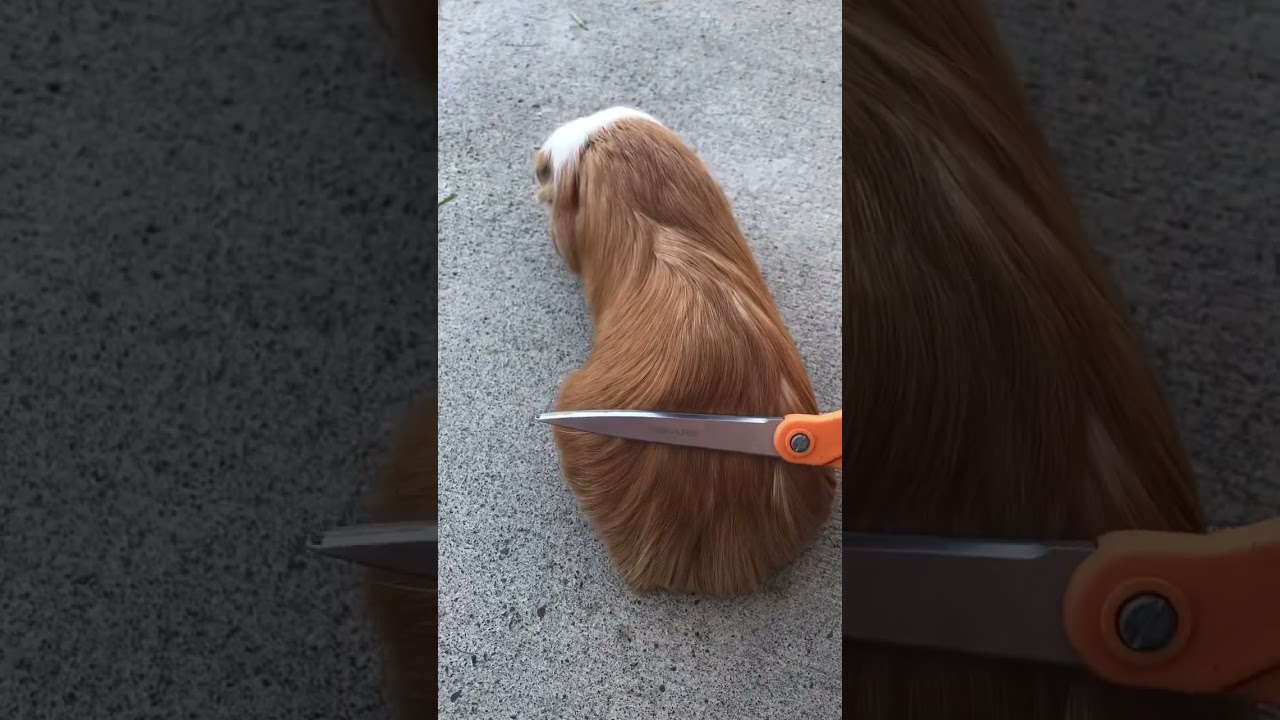 Guinea pig hair cut: How to do it like a pro! 