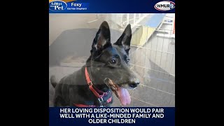 Foxy Is An Awesome 6-Year-Old German Shepherd