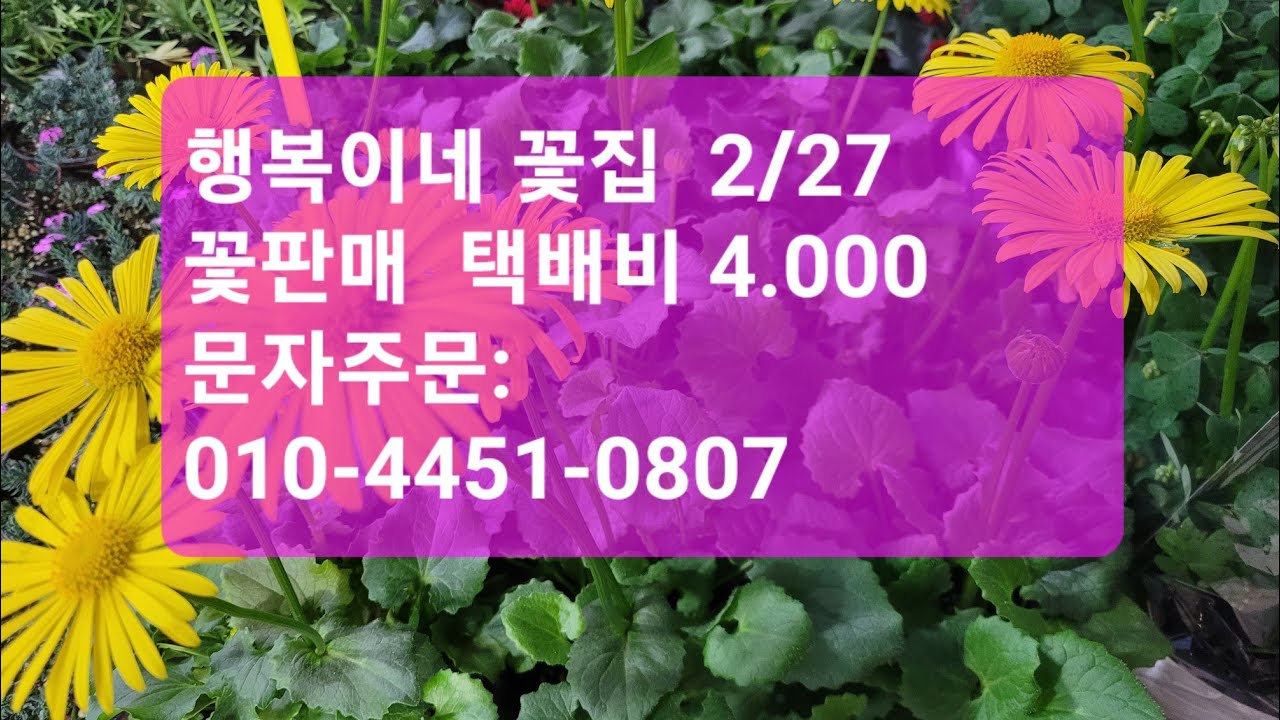 2/27일 행복이네 꽃집 판매영상 . ●택배비 4.000    ●문자주문: 010-4451-0807 ●  구독. 좋아요.많이 예뻐해주세요~♡♡♡