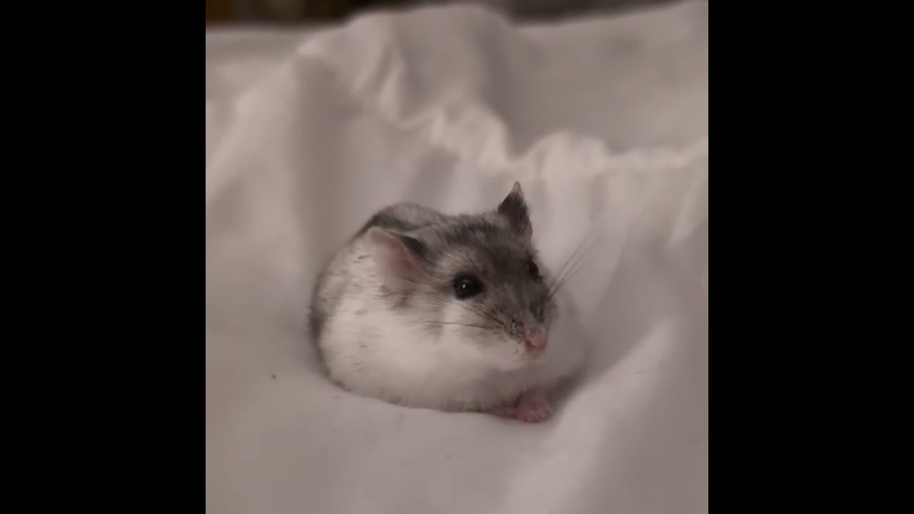 Observing Foxy the Hamster 