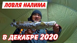 Ловля налима в декабре Зимняя рыбалка 2020
