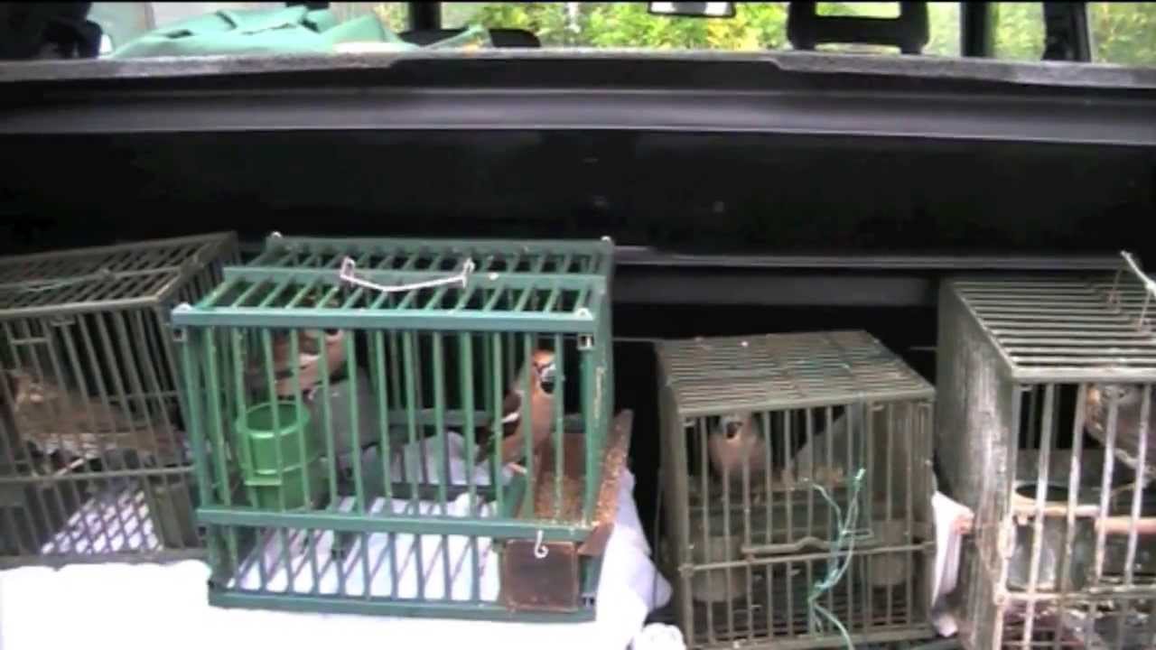 Guardie WWF - Sequestro richiami vivi