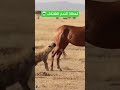 أقوى ركلة في عالم الحيوان الضبع طار 