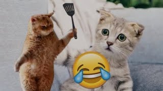 Funniest cat's video 😂😂😂 2024 ||New funny video 🤣🤣😻😻😻😂😂 part 48