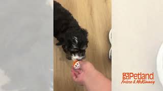 Bernedoodle Mini Male 35829