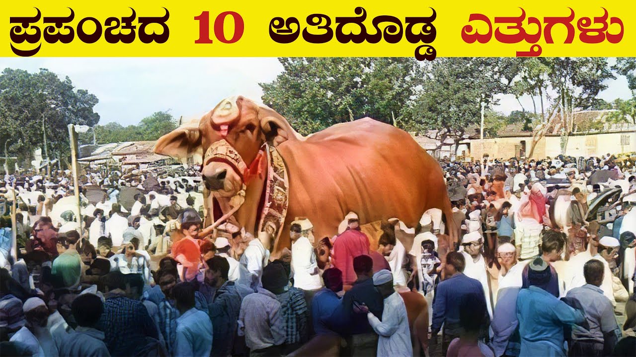 ಪ್ರಪಂಚದ 10 ಅತಿದೊಡ್ಡ ಎತ್ತುಗಳು | Top 10 BIggest Bulls in the World | biggest Buffalo | Vismaya Vani