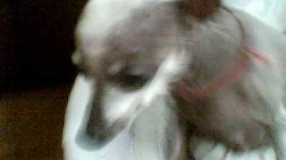 Juju Xuxa 20091102 2.avi