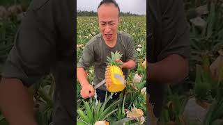 El secreto del cultivo de piñas en China
