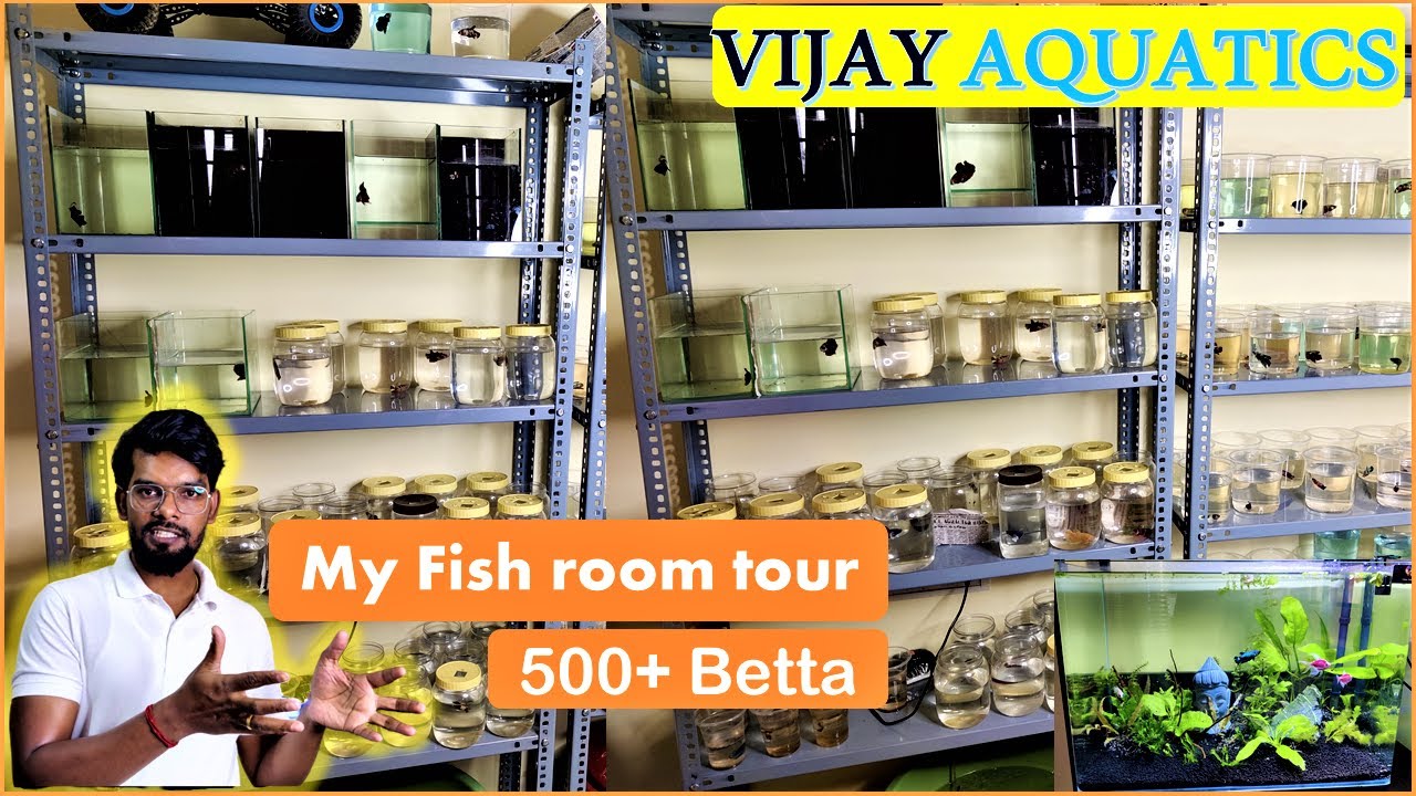 Fish room tour (Betta) and secret discount code Vijay Aquatics