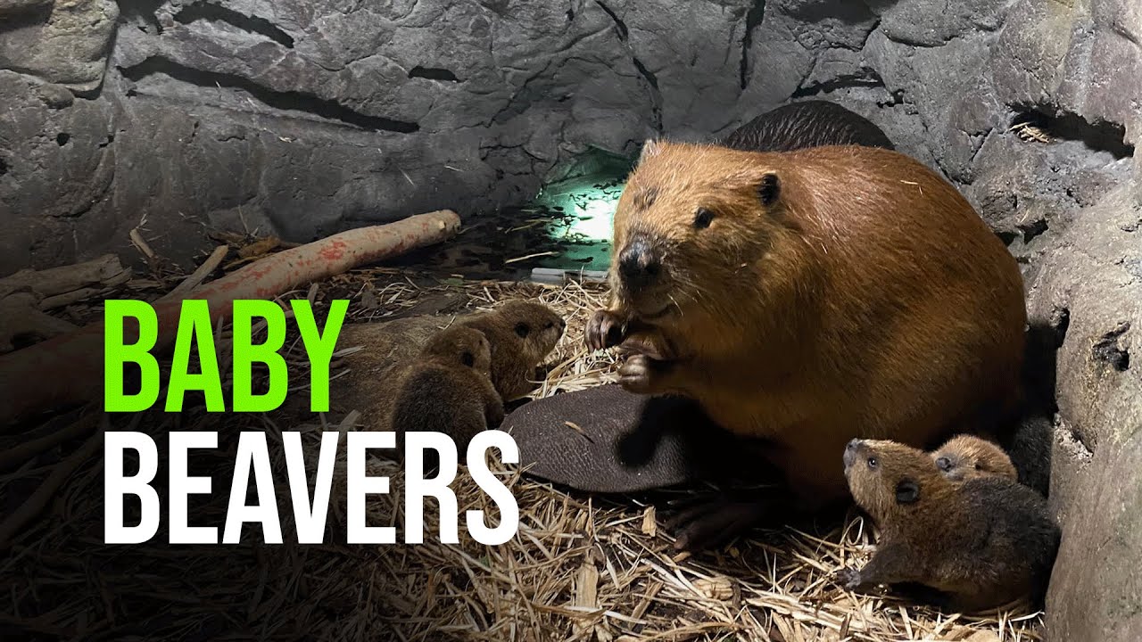 Newborn Baby Beaver