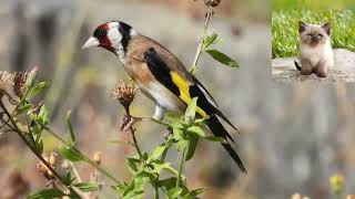 Щегол   Carduelis carduelis