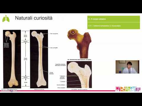 C11. Il corpo umano - Il sistema scheletrico e muscolare
