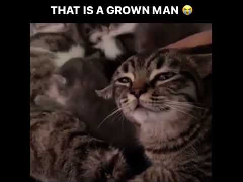 That cat is a grown man #funny #funnyvideo #meme