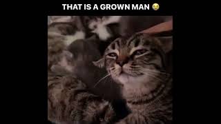 That cat is a grown man #funny #funnyvideo #meme