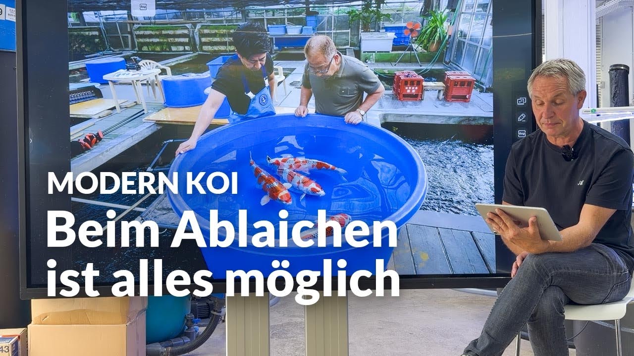 Sind manchmal auch weibliche die treibende Kraft beim Ablaichen ? | Modern Koi Blog #8184