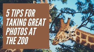 5 Tips For Taking Great Photos At The Zoo with Laurie Rubin